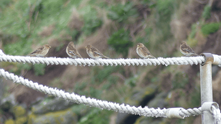 5 twites resting on a rope rail on Carrick-a-Rede island